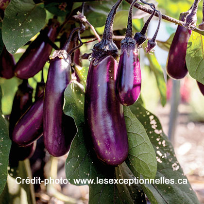 image de Solanum melongena Slim Jim