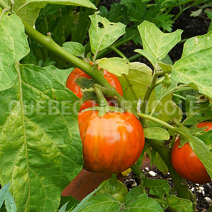 image de Solanum aethiopicum Turkish Orange