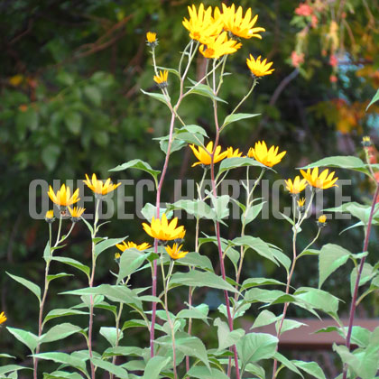 image de Helianthus tuberosus 