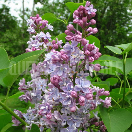 image de Syringa A. B. Lamberton