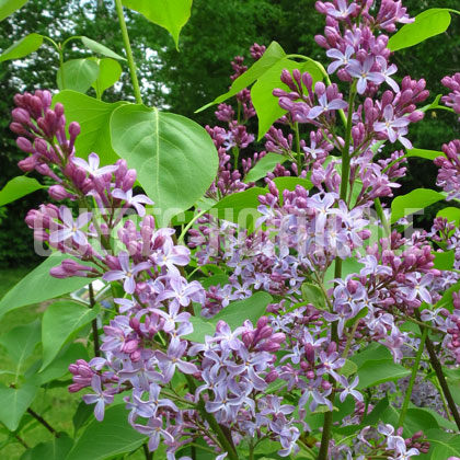 image de Syringa Admiral Farragut