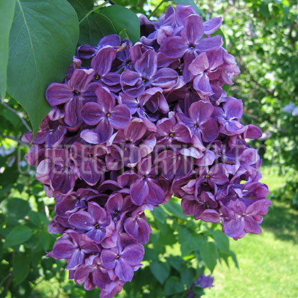 image de Syringa Agincourt Beauty