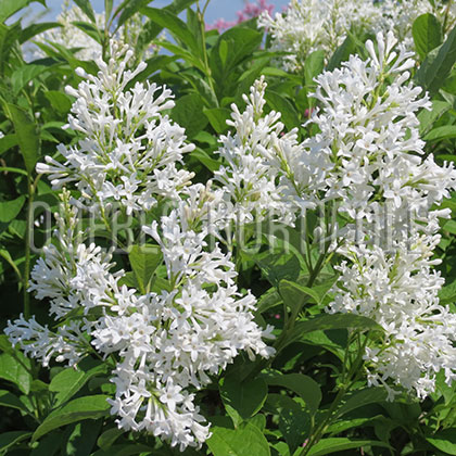 image de Syringa x josiflexa Agnes Smith