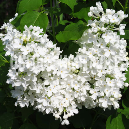 image de Syringa Alba Grandiflora