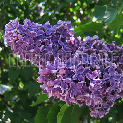 image de Syringa Albert F. Holden