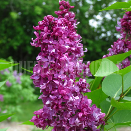 image de Syringa Alexander Hamilton