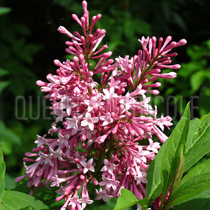 image de Syringa Alexander's Aristocrat