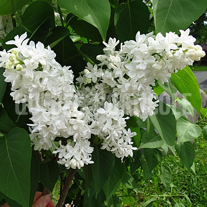 image de Syringa Banquise