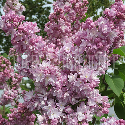 image de Syringa Belle de Nancy