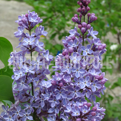 image de Syringa Béranger