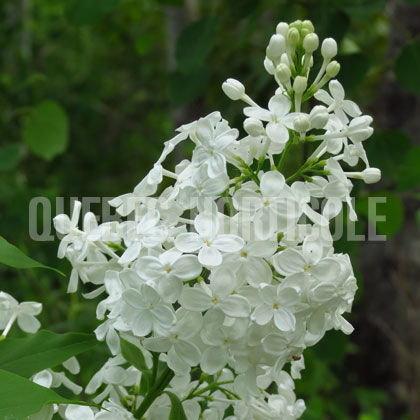 image de Syringa Betsy Ross