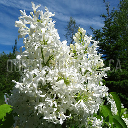 image de Syringa Biala Anna