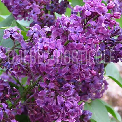 image de Syringa x hyacinthiflora Big Blue