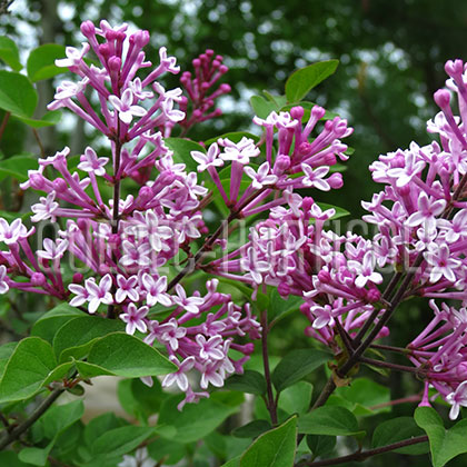 image de Syringa Bloomerang