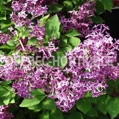 image de Syringa Bloomerang® Dark Purple