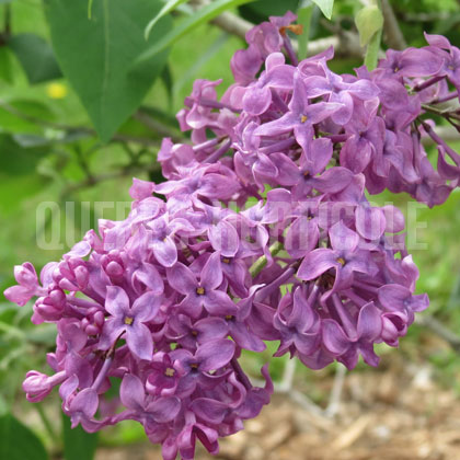 image de Syringa C.B. van Nes