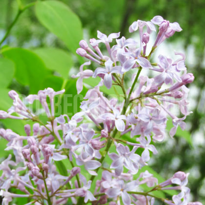 image de Syringa x hyacinthiflora California Rose