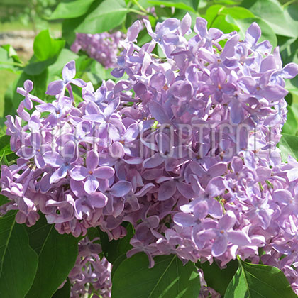 image de Syringa Calvin C. Laney