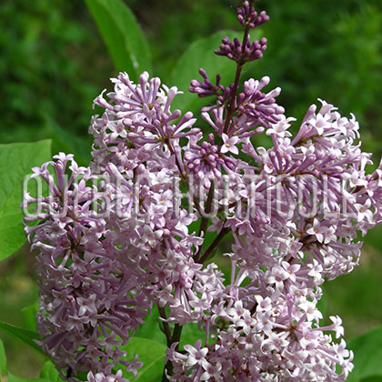 image de Syringa x prestoniae Canada Gem