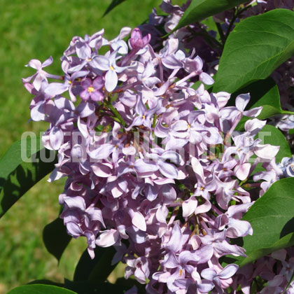 image de Syringa Capitaine Baltet