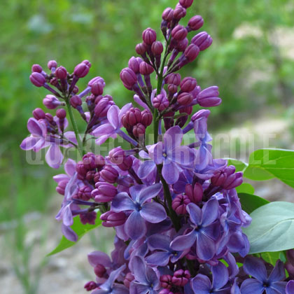 image de Syringa Cavour