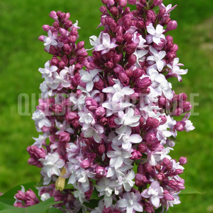 image de Syringa Champlain