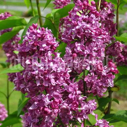 image de Syringa Charles Joly