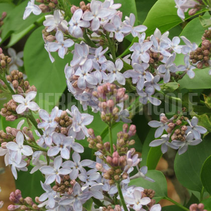 image de Syringa Charles Lindbergh