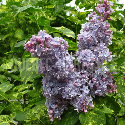 image de Syringa Dappled Dawn