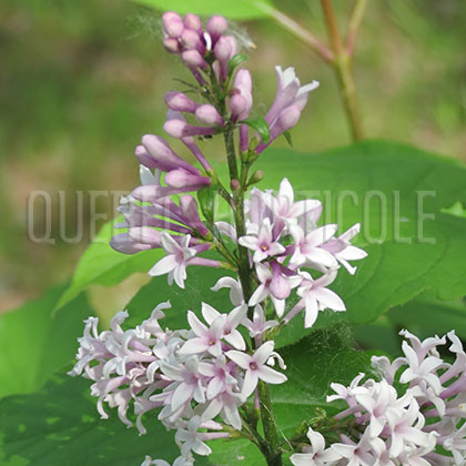 image de Syringa x prestoniae Dawn