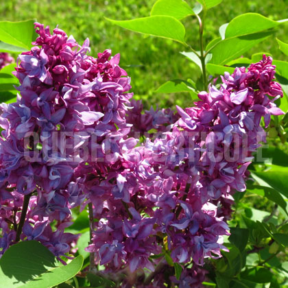 image de Syringa De Humboldt