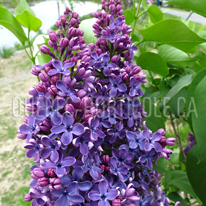 image de Syringa De Miribel