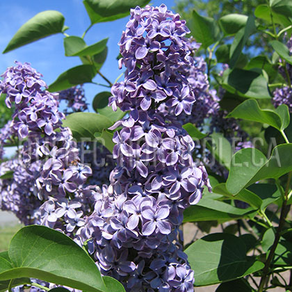 image de Syringa De Miribel