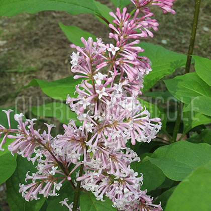 image de Syringa x prestoniae Desdemona