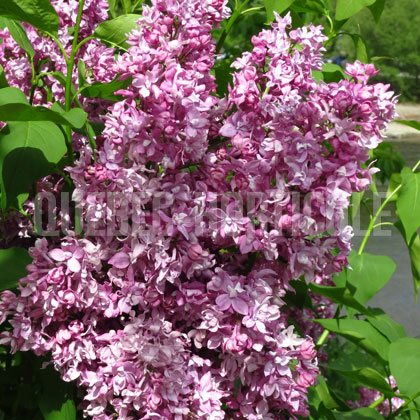 image de Syringa Desfontaines