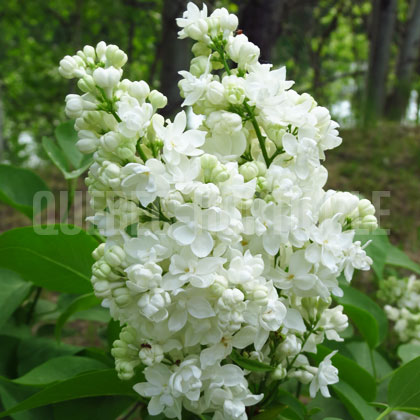 image de Syringa Dillia