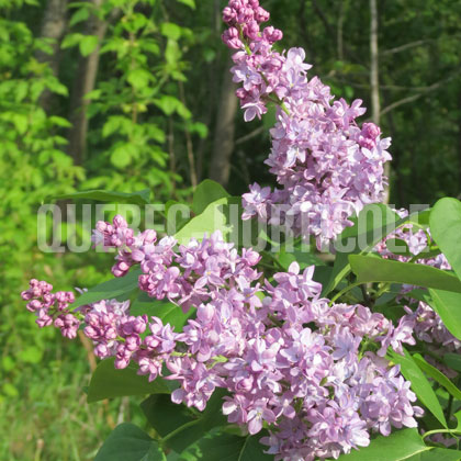 image de Syringa Don Wedge