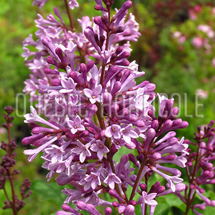 image de Syringa x prestoniae Donald Wyman