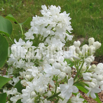 image de Syringa Edith Cavell