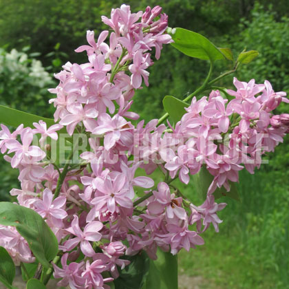 image de Syringa Edward J. Gardner