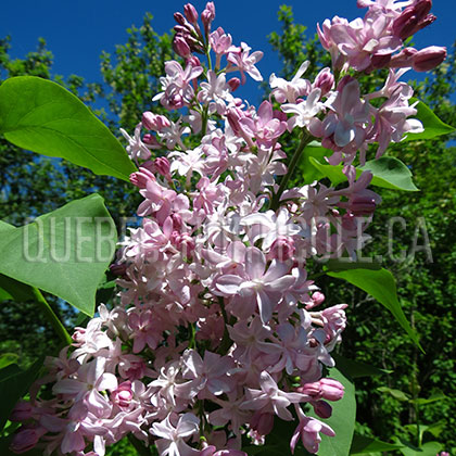 image de Syringa Edward J. Gardner