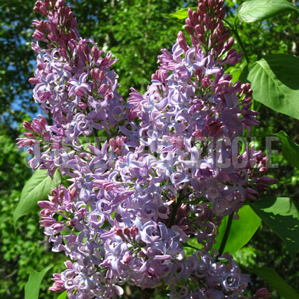 image de Syringa Eleanor Berdeen