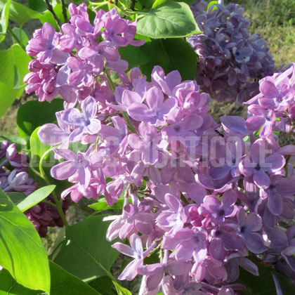 image de Syringa Elsie Lenore