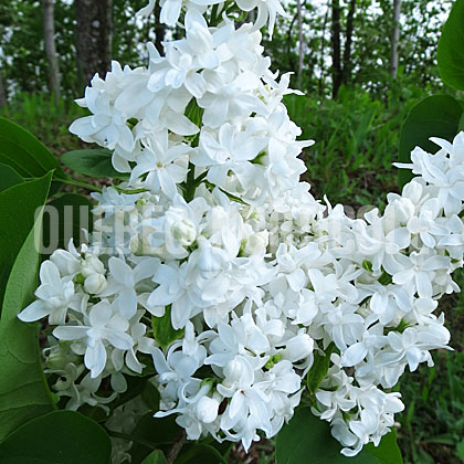 image de Syringa Emery Mae Norweb