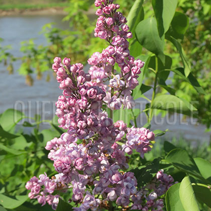 image de Syringa Emile Lemoine