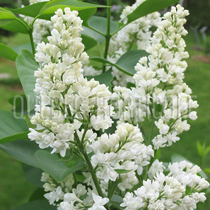 image de Syringa Fiala Remembrance