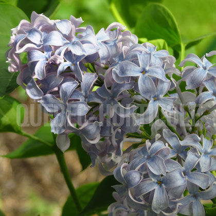 image de Syringa Firmament