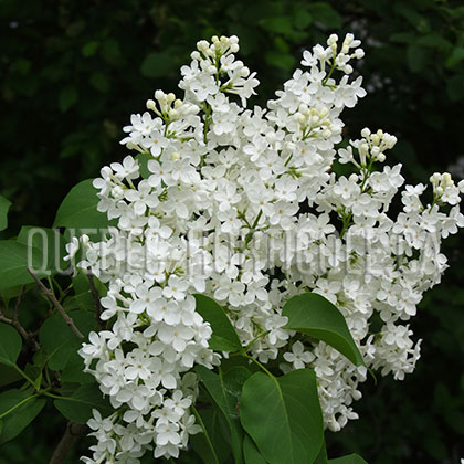 image de Syringa Flora 1953