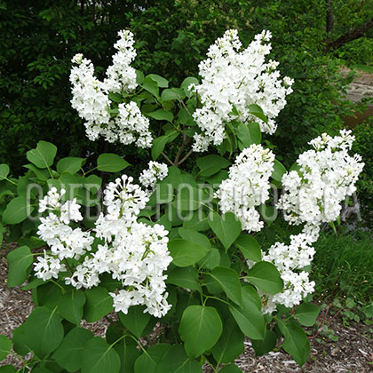 image de Syringa Flora 1953