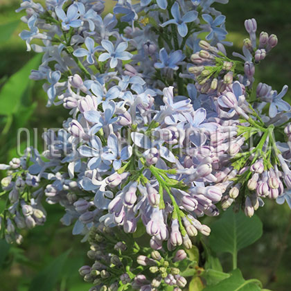 image de Syringa Flow Blue